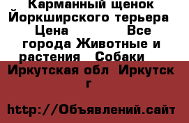 Карманный щенок Йоркширского терьера › Цена ­ 30 000 - Все города Животные и растения » Собаки   . Иркутская обл.,Иркутск г.